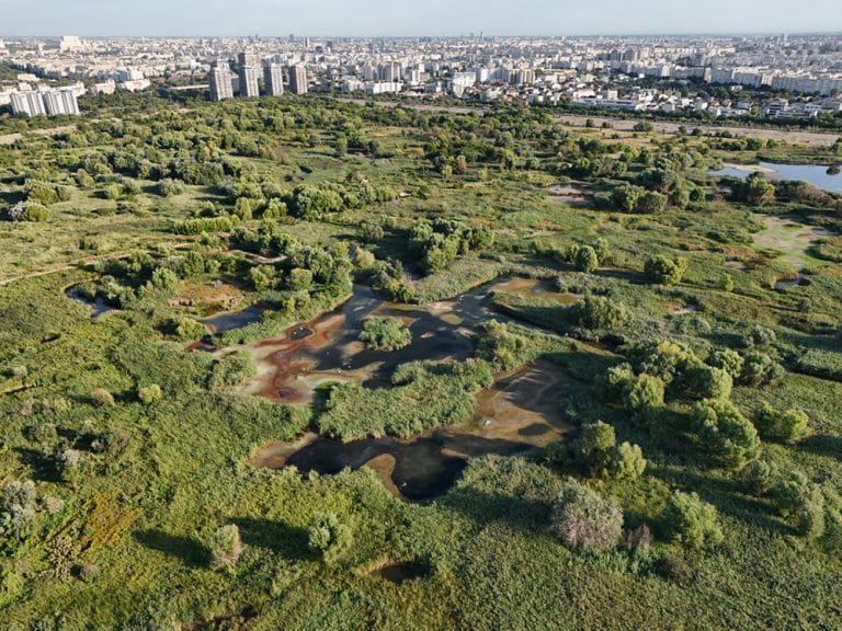 Fotografie de natură în Rezervația Delta Văcărești: O călătorie vizuală în inima naturii urbane Fotografie de natură în Rezervația Delta Văcărești