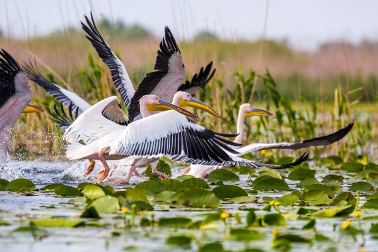 Protecția faunei Canalului Crișan – Caraorman Protecția faunei Canalului Crișan – Caraorman